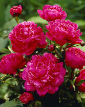 Без бренда «2KMB-4036» в Нижнем Тагиле