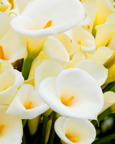 Без бренда «Белые каллы» в Нижнем Тагиле