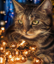 Без бренда «2KXSB-0678» в Нижнем Тагиле