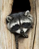 Без бренда «Енот в дупле» в Нижнем Тагиле