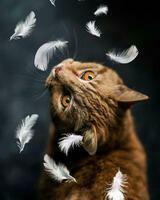 Без бренда «Кот среди перышек» в Нижнем Тагиле