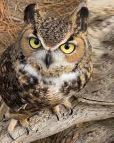 Хищная птица филин