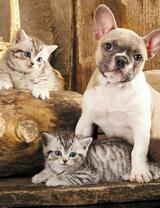 Без бренда «Милый щенок французского бульдога и два котёнка» в Нижнем Тагиле в интернет-магазине  Без бренда «Милый щенок французского бульдога и два котёнка» в Нижнем Тагиле