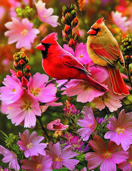 Алмазная мозаика 40x50 Птицы красный кардинал на цветах