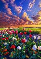 Без бренда «Поле тюльпанов под облачным небом» в Нижнем Тагиле